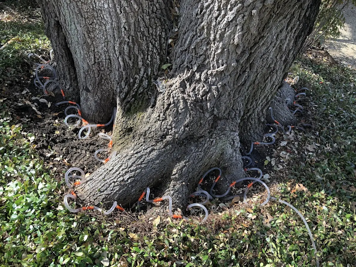 Detailed Tree Cabling and Bracing job site in Conowingo