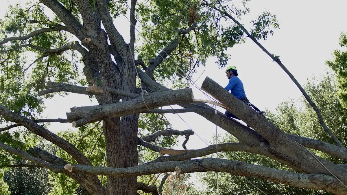 Professional Crown Thinning performed by certified arborists in Conowingo